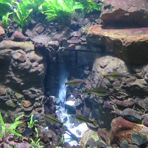 Cool Tank Decoration