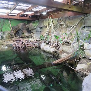 Freshwater Crocodile Exhibit