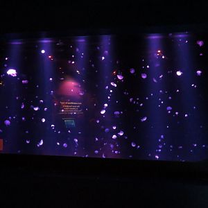 Jellyfish Tank