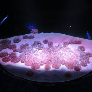 Upside down jellyfish