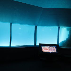 Underwater seal viewing