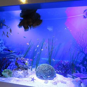 Dory and Friends Tank