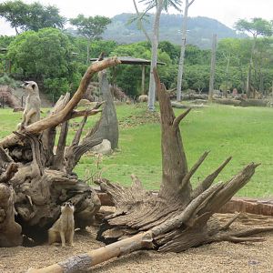 Meerkat Exhibit with sightline over African exhibit