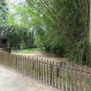 Aldabra Giant Tortoise Yard