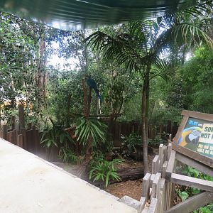 Blue and Gold Macaw Yard