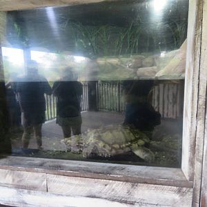 Alligator Snapping Turtle Tank