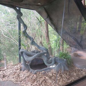 Boa Constrictor Exhibit