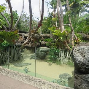 Rhino Iguana Exhibit