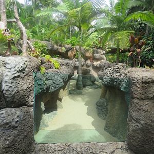 Second Rhino Iguana Exhibit