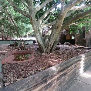 Short Beaked Echidna Exhibit