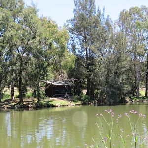 Black and white ruffed lemur island