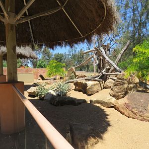 Meerkat Exhibit