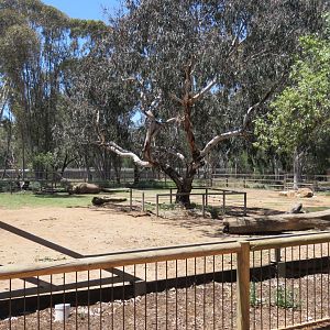 Black Rhino Enclosure