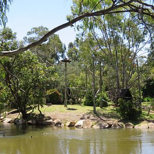 White Handed Gibbon Exhibit