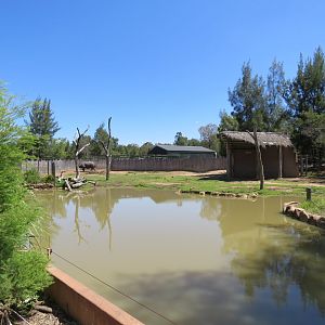 Greater One Horned Rhino Exhibit