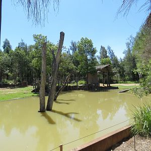 Greater One Horned Rhino Exhibit