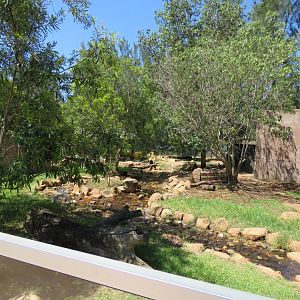 Small Clawed Otter Exhibit