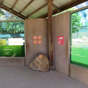Small Clawed Otter Underwater Viewing
