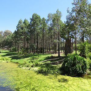 Sumatran Tiger Exhibit