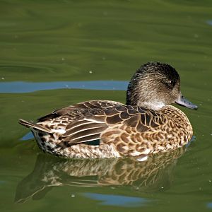Immature male Falcated duck?