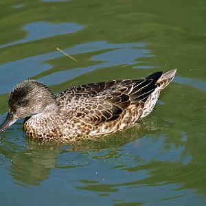 Female Falcated duck?