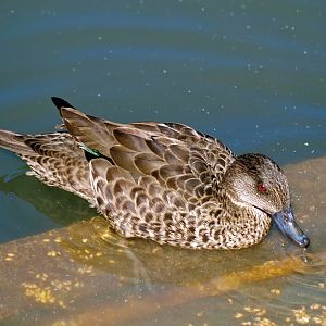 Female Chestnut teal?