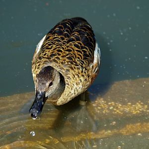 Arundel wetlands centre