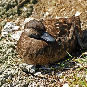 Female Velvet Scoter?