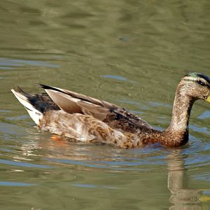 Arundel wetlands centre