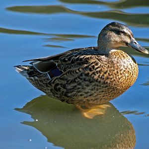 Arundel wetlands centre