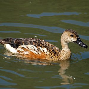 Wandering whistling duck?