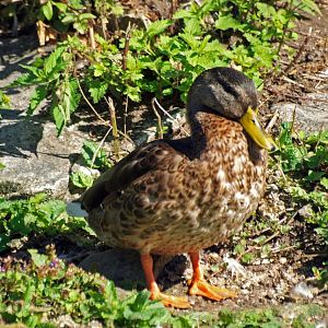 Arundel wetlands centre