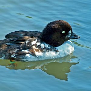 Male Barrow's Goldeneye?