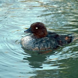 Female Barrow's Goldeneye?