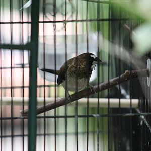 Munia - Magic Wings Butterfly Conservatory