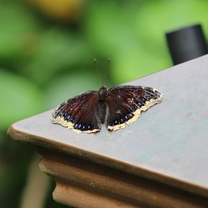 Nymphalis antiopa - Magic Wings Butterfly Conservatory