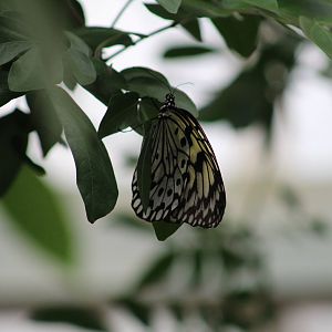 Idea leuconoe - Magic Wings Butterfly Conservatory