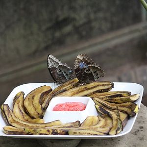 Morpho peleides - Magic Wings Butterfly Conservatory