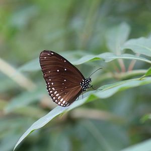 Common Crow - Magic Wings Butterfly Conservatory