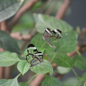 Glasswings (Greta oto) - Magic Wings Butterfly Conservatory
