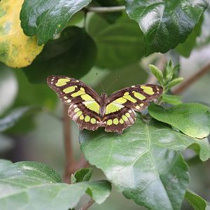 Siproeta stelenes - Magic Wings Butterfly Conservatory