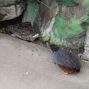Chinese Painted Quail - Magic Wings Butterfly Conservatory