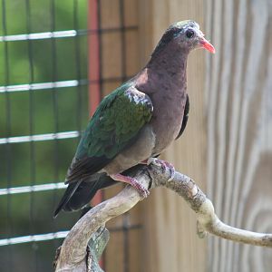 Common Emerald Dove