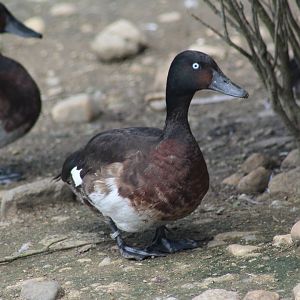 Baer's Pochard