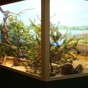 Ranua Wildlife Park - Mustelids indoor enclosure