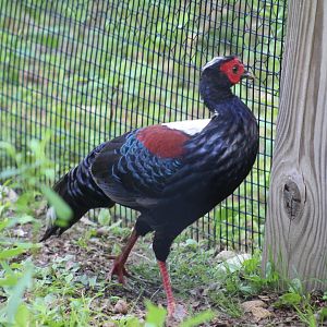 Swinhoe's Pheasant