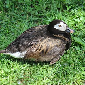 Long-Tailed Duck