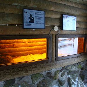 Ranua Wildlife Park - Raccoon Dog den
