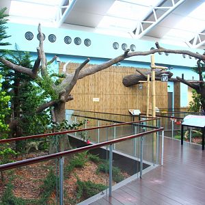 Giant Panda Forest - Red Panda exhibit