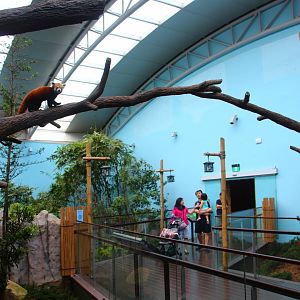 Giant Panda Forest - Red Panda exhibit